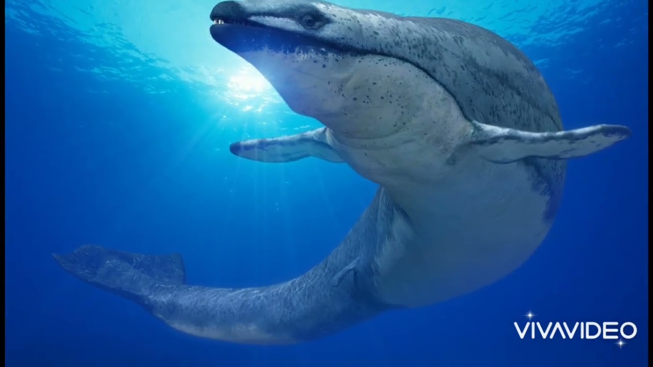 Megalodon vs Basilosaurus