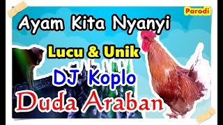 Hebat ! Ayam Kita Nyanyi Duda Araban | Koplo Full Lyric ( Ayam Cover )