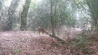 trail cam animal life365 by trail cam animal life365 110 views 2 weeks ago 3 minutes, 19 seconds