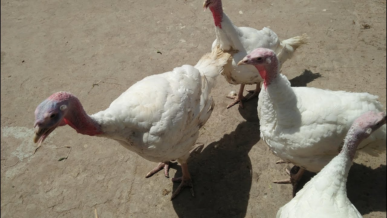 الإسهال الأسود أسبابه وعلاجه