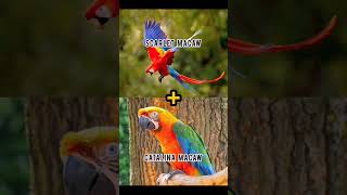 cross breeding macaw || hybrids of macaw #catalina #camelot #macaw #shorts