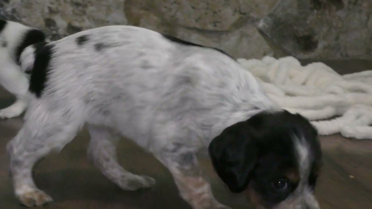 Home and Field Dogs | The Finest French Brittany's