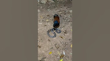 Câu chuyện ly kỳ chuyện bìm bịp bắt rắn về bảo vệ tổ #chim bìm bịp #rắn #shortsvideo