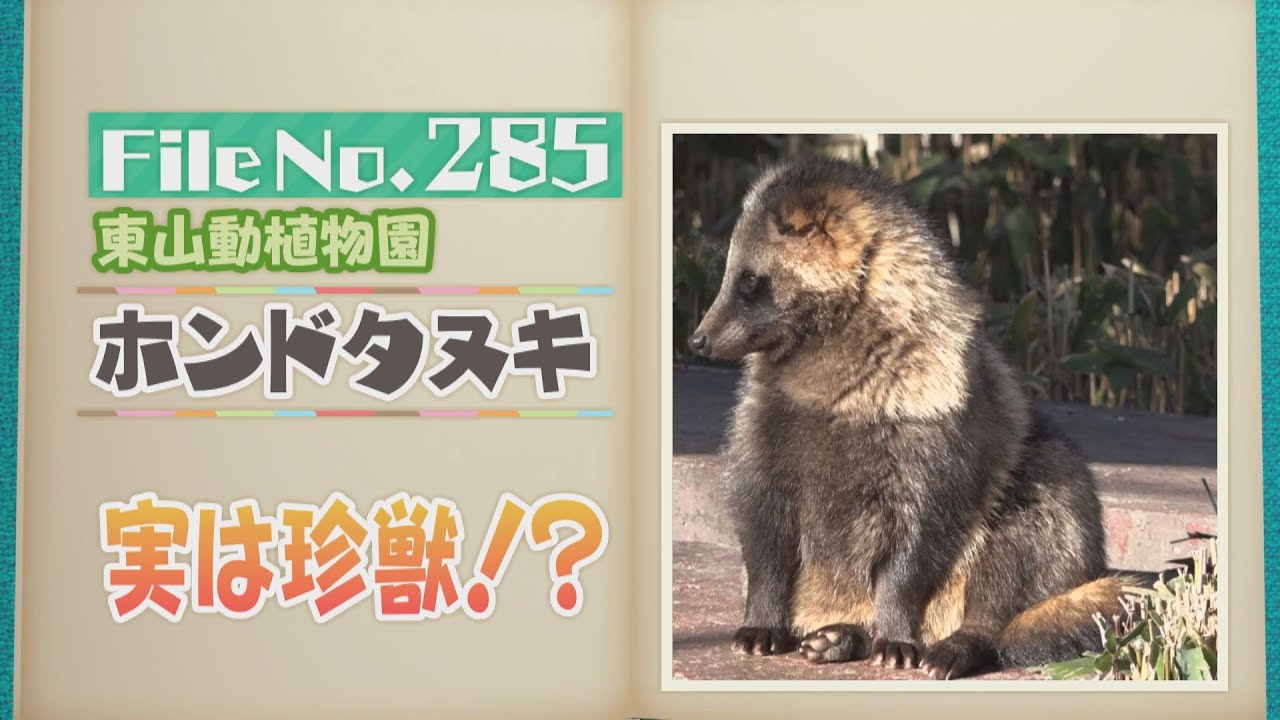 実は珍獣!? 東山動植物園の「ホンドタヌキ」意外と知られていない名前