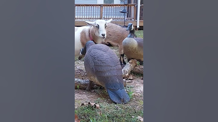 Goats do a check on Geese to see if they want to play #goatlife #goatlovers