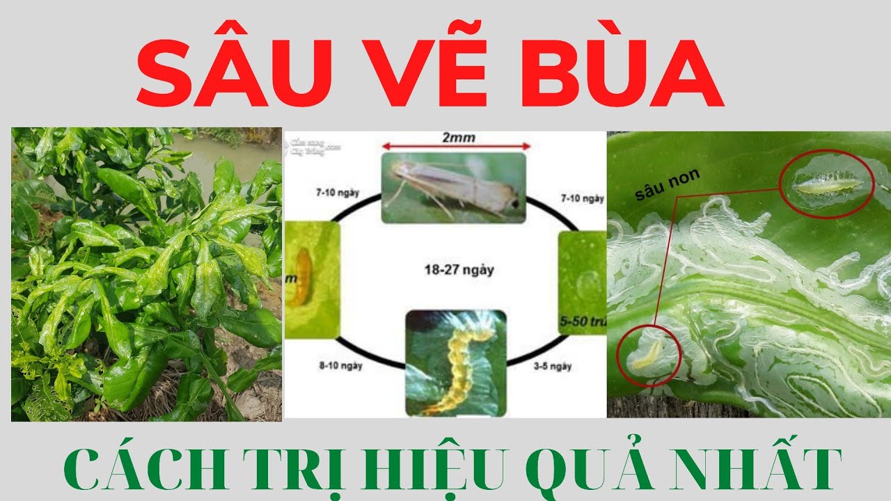 Cây có múi là một trong những loại cây trái quen thuộc của người Việt Nam với nhiều giá trị dinh dưỡng và công dụng tuyệt vời. Xem qua hình ảnh và tìm hiểu những cách chăm sóc cho cây có múi để tránh khó khăn trong việc trồng và phát triển.
