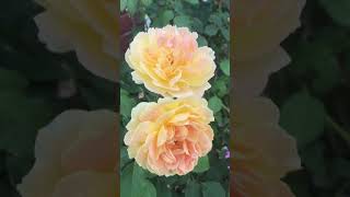 Light Language Transmission 333