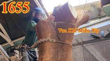 Vua Khỉ Miền Tây cưa hạ gốc cây Phượng nằm trong nhà (2/2) Cutting tree