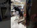 注射が怖いシベリアンハスキー #狂犬病予防接種