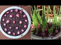 Cách trồng hành lá trong chậu có hành ăn quanh năm - Grow onion