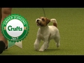 Terrier Group Judging and Presentation | Crufts 2017