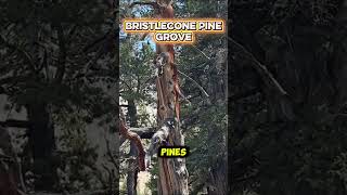 Hidden Gem in Nevada: Top Things to Do at Great Basin National Park