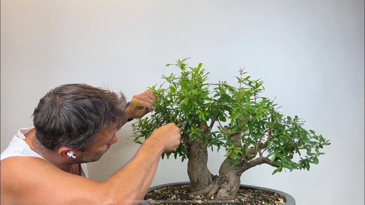 🇮🇹 Informazioni su Bonsai „nejikan „ (Punica Granatum)