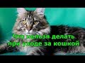 ЧТО НЕЛЬЗЯ делать при уходе за кошкой.