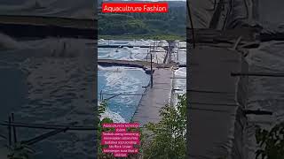 Aquaculture Tambak Udang Vaname Bio Flock Tecnologi #Udang #Trending #Fashion #Aquacuture#Tiktok