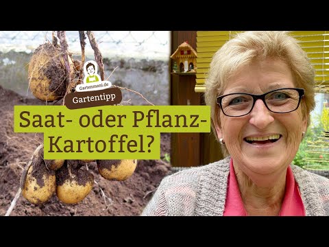 Video: Die Frau Sah Seltsame Früchte Auf Den Bäumen In Der Nähe Des Hauses - - Alternative Ansicht