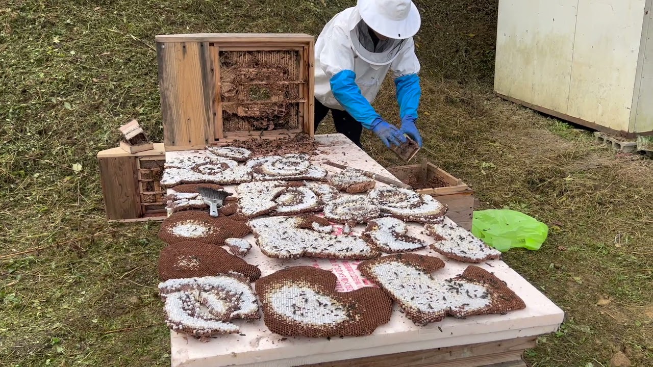 リモートヘボまつり2021の優勝巣