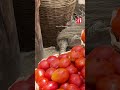 Yadda Mummunar Annobar Sharon Ta Haddasawa Manoma Tumatur Mummunar Asara A Najeriya RFI Hausa 