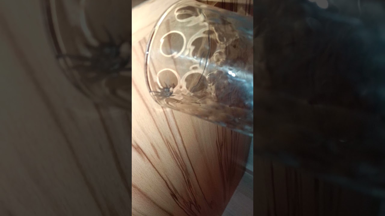 How to remove a huge spider gently..without killing it!