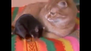 Кот и наглая крыса) Кот и наглая крыса)