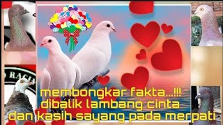 MEMBONGKAR FAKTA...!!! DIBALIK LAMBANG CINTA DAN KASIH SAYANG PADA MERPATI