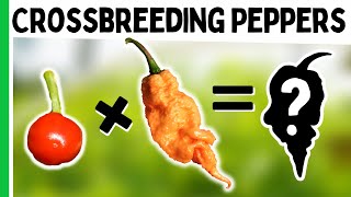 How To Crossbreed Peppers  Make A New Pepper Variety!