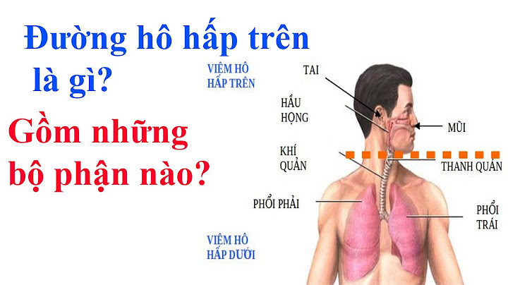 Cơ quan hô hấp gồm bao nhiêu bộ phận năm 2024