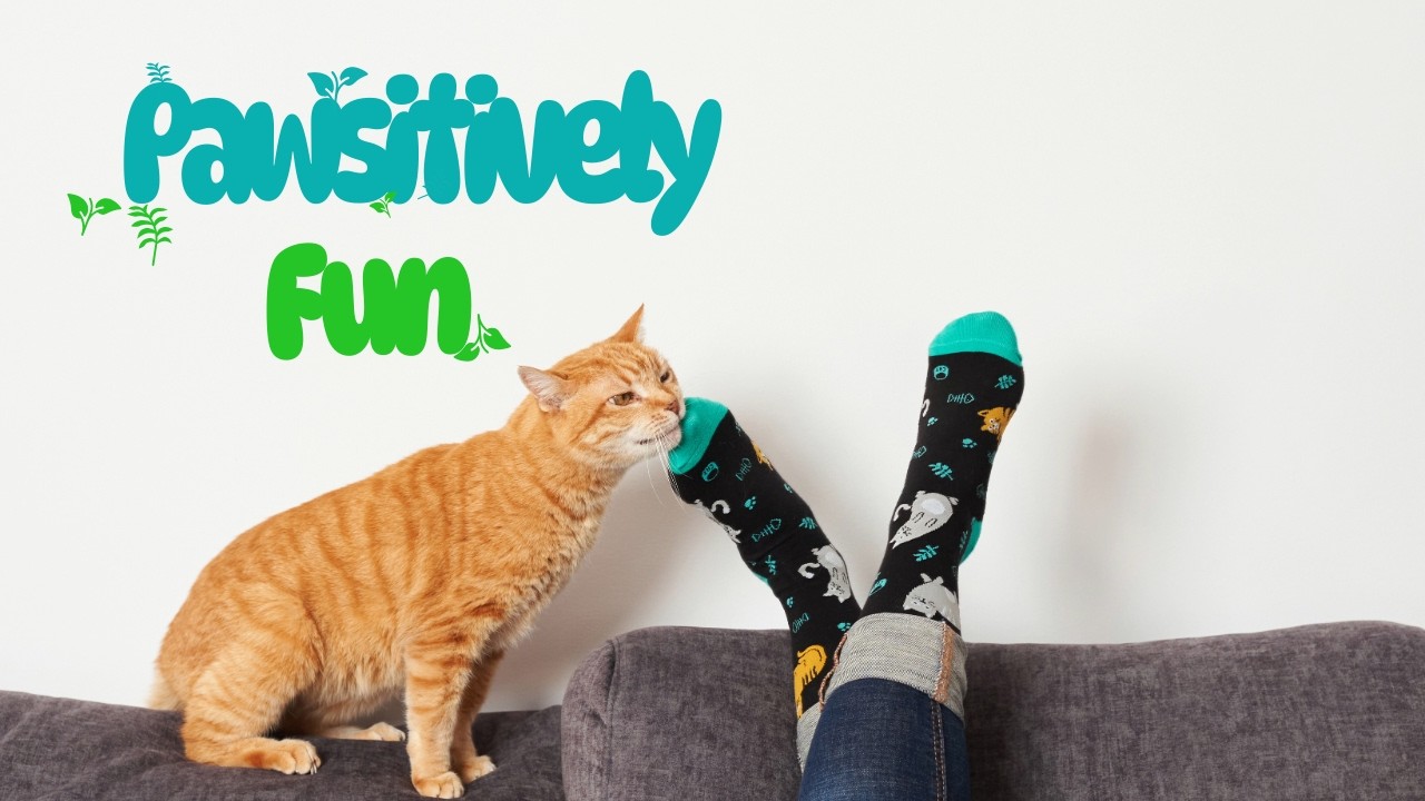 Pawsitively Fun: A Sock Adventure!