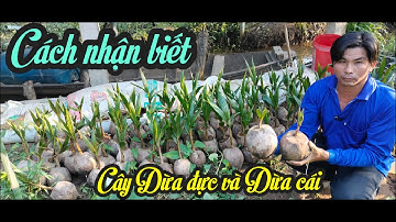 CÁCH NHẬN BIẾT CÂY DỪA ĐỰC VÀ CÂY DỪA CÁI ĐỂ TRỒNG CHO ĐÚNG.