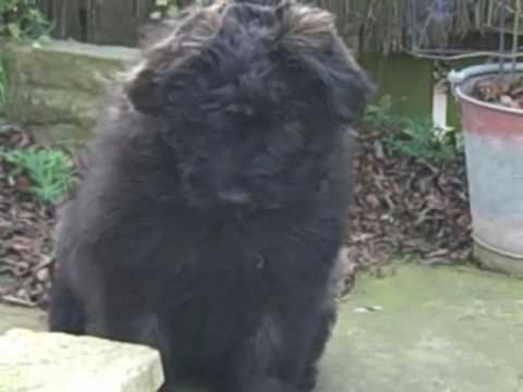 Puppies of Millie funny Bouvier Des Flandres Ted Millie and Bunty (13 weeks)