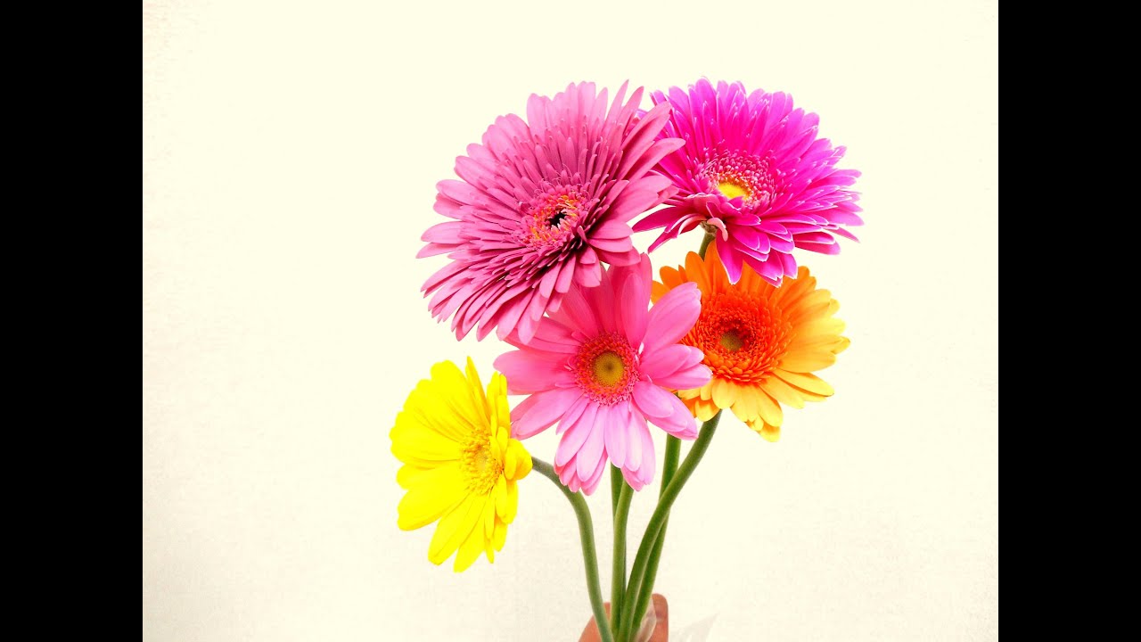ガーベラの花言葉 オレンジ ピンク 青など色別に紹介