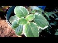 variegated oregano