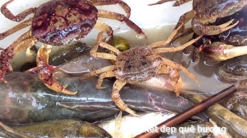 Miền tây hoang dã : Đặt lờ và giăng lưới trên ruộng bậc thang - Núi Tô, Tri Tôn, An Giang 17/10/2020