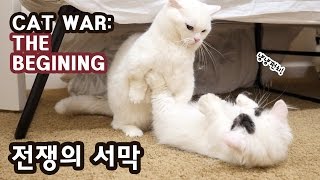 CAT WAR  THE BEGINING