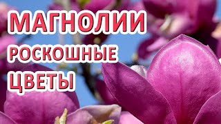 ЦВЕТОК МАГНОЛИЯ: Ботанический сад Киев, весенние цветы, красивые цветы, 4к видео