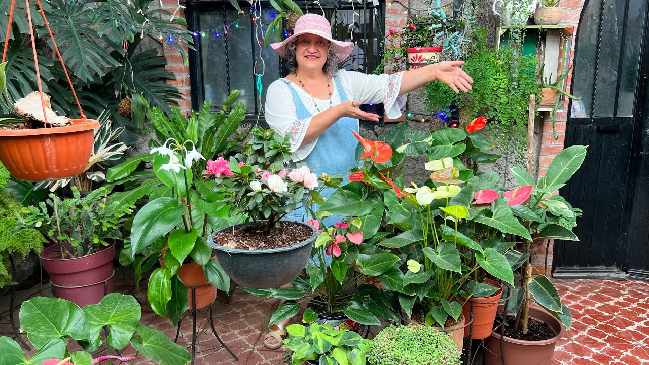 Miel, Sábila y Ajo un Fertilizante EXTRAORDINARIO