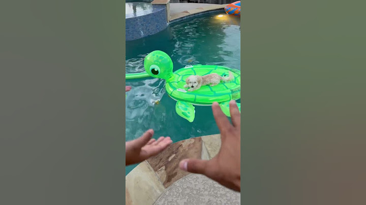 Mom and dad catch son putting puppy in the pool #shorts