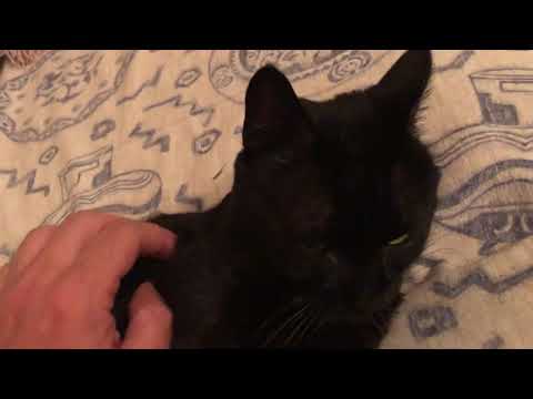 Βίντεο: Γιατί η γάτα δεν έχει κουμπί στην κοιλιά