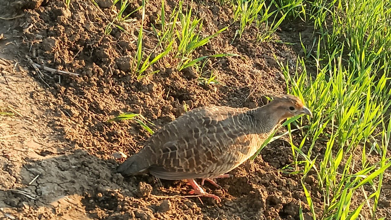 Aaj teetar ko Lal ghumane ke liye desi teetar information video#titar#information #updet