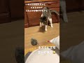 ネズミのおもちゃに腹立って文句言いに来た猫