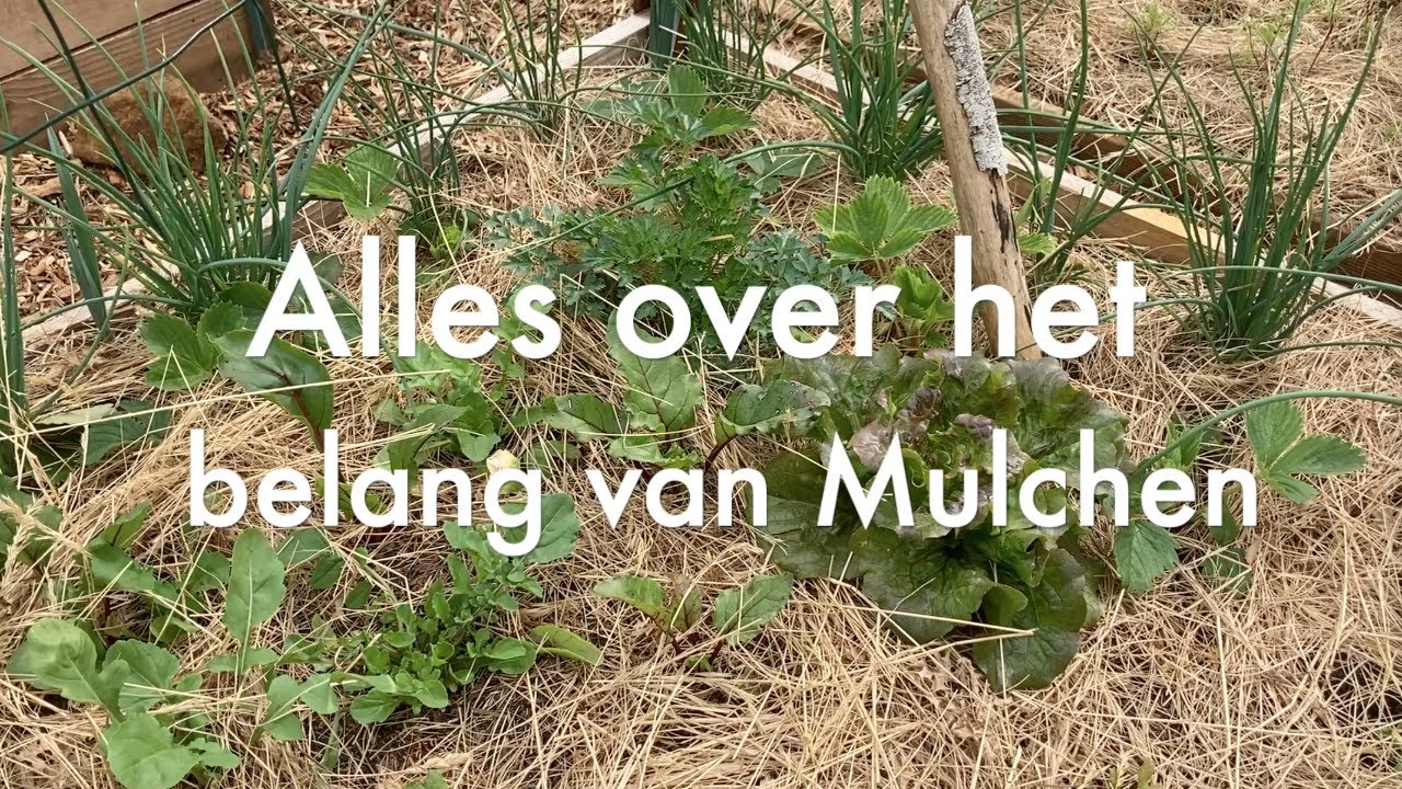 Ini's Moestuin #112 - MULCHEN en hoe je moestuin daarmee kan anticiperen op de klimaatveranderingen