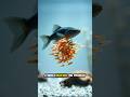 Learn interesting facts about Molly fish. #animals #fish #wildlife #shorts