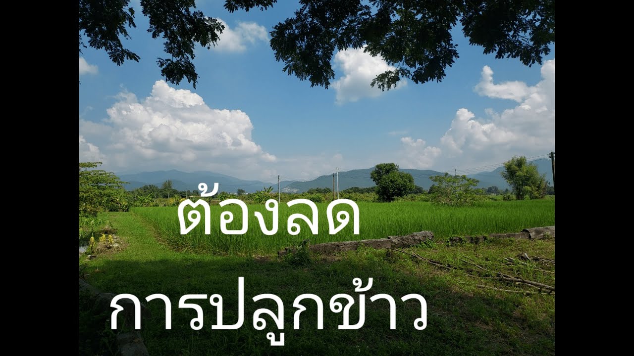 Выращивание риса должно быть сокращено