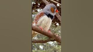 Zebra Finch Sounds | Male Bird Singing | Aviary Birds