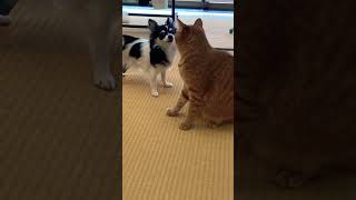 犬 猫 喧嘩