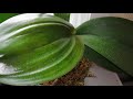 Вялые листья орхидей, как нарастить корни, как заставить орхидею цвести, многое другое, в этом видео