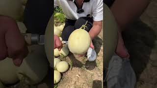 Agriculture Village Fresh Fruit #Viral #Fruit #Shorts #1098