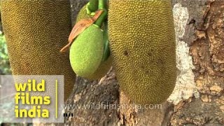 Jackfruit plantation in Goa