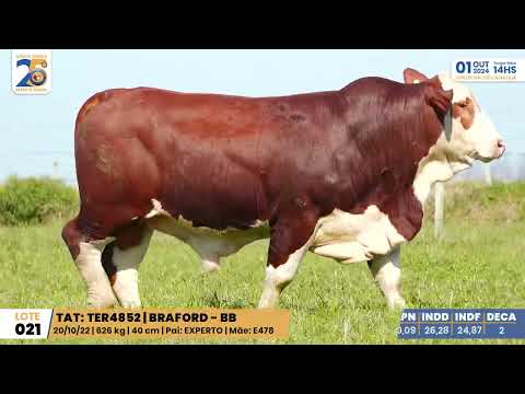 LOTE 021 4852 BRAFORD Leilão Santa Tereza e Madrinha 01/10/24 Camaquã/RS - Prod. Agência El Campo