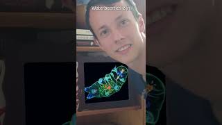 Verwondering Over Het Waterbeertje